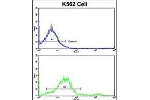 Flow cytometric analysis of K562 cells using LPIN2 Antibody (Center)(bottom histogram) compared to a negative control cell (top histogram). (Lipin 2 anticorps  (AA 262-288))