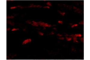 Immunofluorescence of Neuritin in Mouse Heart cells with Neuritin antibody at 20 μg/ml. (NRN1 anticorps  (Center))