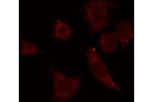 ABIN6278643 staining RAW264. (GTF3C4 anticorps  (Internal Region))