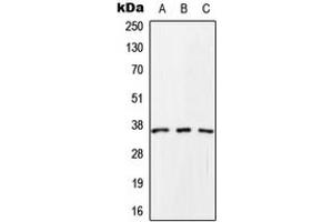 Western blot analysis of SCAMP1 expression in HeLa (A), Raw264. (SCAMP1 anticorps  (C-Term))