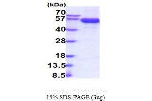 SDS-PAGE (SDS) image for Tumor Necrosis Factor Receptor Superfamily, Member 4 (TNFRSF4) (AA 29-214) protein (hIgG-His-tag) (ABIN7281303)