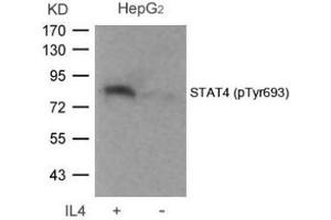 Image no. 2 for anti-Signal Transducer and Activator of Transcription 4 (STAT4) (pTyr693) antibody (ABIN196694) (STAT4 anticorps  (pTyr693))