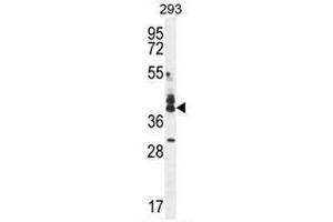CUZD1 Antibody (C-term) western blot analysis in 293 cell line lysates (35µg/lane).