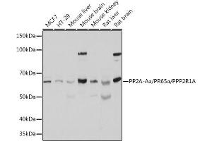 Western blot analysis of extracts of various cell lines, using PP2A-Aalpha/PR65α/PP2A-Aα/PR65α/PPP2R1A Polyclonal Antibody (ABIN6132506, ABIN6146081, ABIN6146082 and ABIN6221483) at 1:500 dilution. (PPP2R1A anticorps  (AA 1-270))
