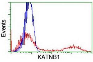 HEK293T cells transfected with either RC201852 overexpress plasmid (Red) or empty vector control plasmid (Blue) were immunostained by anti-KATNB1 antibody (ABIN2455204), and then analyzed by flow cytometry. (KATNB1 anticorps)