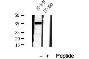 Western blot analysis of extracts of HT-1080 cells, using PYCR1 antibody. (PYCR1 anticorps  (Internal Region))