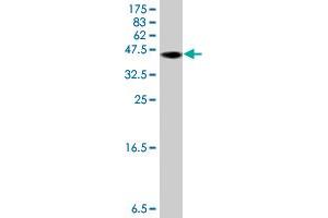 Western Blot detection against Immunogen (37.