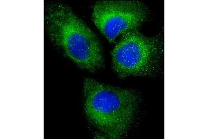 Immunofluorescent analysis of 4 % paraformaldehyde-fixed, 0. (PLIN3 anticorps  (AA 1-434))