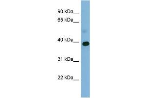 WB Suggested Anti-GAPDH Antibody Titration: 0.