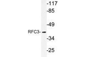 Western blot analysis of RFC3 antibody in extracts from HepG2 cells.
