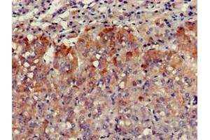 Immunohistochemistry of paraffin-embedded human adrenal gland tissue using ABIN7175304 at dilution of 1:100 (VPS29 anticorps  (AA 68-145))