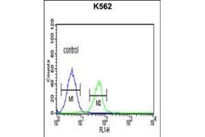 Flow cytometric analysis of K562 cells (right histogram) compared to a negative control cell (left histogram). (PLA2G4B anticorps  (AA 396-424))