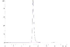 The purity of Human TGF-beta RII is greater than 95 % as determined by SEC-HPLC.