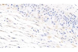 Detection of IL7 in Human Placenta Tissue using Monoclonal Antibody to Interleukin 7 (IL7) (IL-7 anticorps  (AA 26-177))
