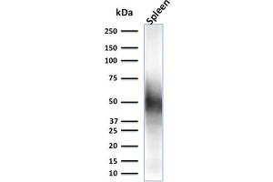 Western Blot Analysis of spleen tissue lysate using CD63 Mouse Monoclonal Antibody (LAMP3/2790)