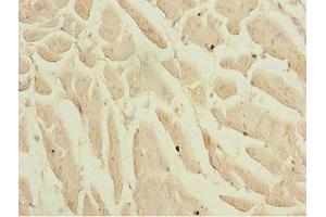 Immunohistochemistry of paraffin-embedded human heart tissue using ABIN7157736 at dilution of 1:100 (KLF9 anticorps  (AA 1-150))