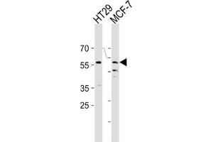 Western Blotting (WB) image for anti-Cell Division Cycle 7 (CDC7) antibody (ABIN3003260) (CDC7 anticorps)