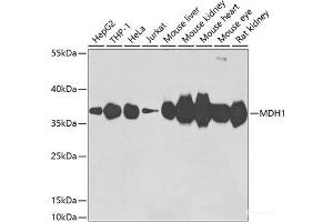Western blot analysis of extracts of various cell lines using MDH1 Polyclonal Antibody at dilution of 1:3000. (MDH1 anticorps)