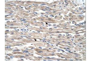 Image no. 1 for anti-BMP2 Inducible Kinase (BMP2K) (AA 551-600) antibody (ABIN320728)