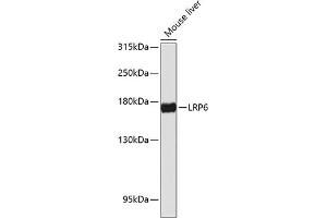Western blot analysis of extracts of mouse liver, using LRP6 antibody (ABIN6130526, ABIN6143329, ABIN6143333 and ABIN6217275) at 1:1000 dilution. (LRP6 anticorps  (AA 20-150))