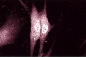 Immunofluorescent staining of human fibroblast cells with anti-alpha-Synuclein. (SNCA anticorps  (AA 15-123))