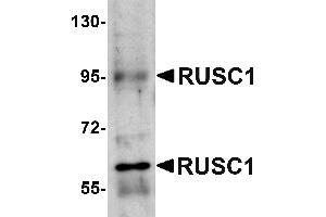 Western blot analysis of RUSC1 in A-20 cell lysate with RUSC1 antibody at 1 µg/mL.