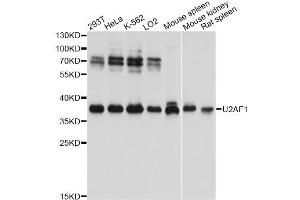 Western blot analysis of extracts of various cell lines, using U2AF1 antibody. (U2AF1 anticorps)
