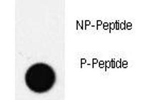 Dot blot analysis of phospho-PDX1 antibody. (PDX1 anticorps  (pThr11))