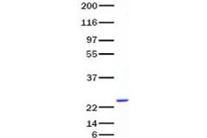 Validation with Western Blot (Cardiotrophin 1 Protein (CTF1))