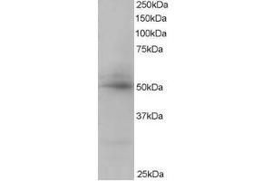 Image no. 1 for anti-CAMP Responsive Element Binding Protein 3-Like 4 (CREB3L4) (C-Term) antibody (ABIN374193) (CREB3L4 anticorps  (C-Term))
