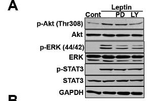 Involvement of PI3K in the leptin-induced expression of GRP78. (ERK1 anticorps)