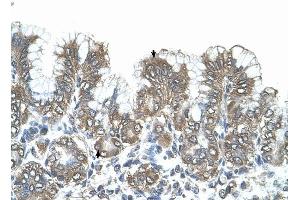 SNF1LK antibody was used for immunohistochemistry at a concentration of 4-8 ug/ml to stain Surface mucous cells and Epithelial cells of fundic gland (arrows) in Human Stomach.