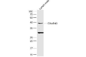Rat lymph node lysates probed with C9orf140 Polyclonal Antibody, Unconjugated  at 1:300 dilution and 4˚C overnight incubation. (SAPCD2 anticorps  (AA 301-394))