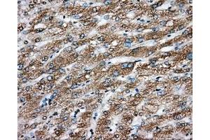 Immunohistochemical staining of paraffin-embedded pancreas tissue using anti-ERCC1 mouse monoclonal antibody. (ERCC1 anticorps)