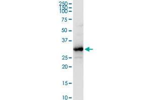 HADH MaxPab rabbit polyclonal antibody. (HADH anticorps  (AA 1-314))