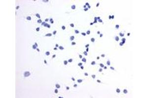 Immunocytochemistry (ICC) image for anti-Prostaglandin E Receptor 4 (Subtype EP4) (PTGER4) (Extracellular Domain) antibody (ABIN1049257)