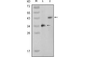Western blot analysis using MAPK11 mouse mAb against truncated MAPK11 recombinant protein (1) and full-length MAPK11 (aa1-363)-pcDNA3.
