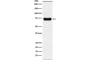Western blot analysis of IRAK2 expression in HeLa cell lysate.