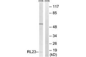 Western blot analysis of extracts from COS7 cells, using RPL23 Antibody. (RPL23 anticorps  (AA 51-100))