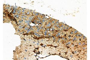 ABIN6257365 and ABIN6273845 at 1/100 staining Rat brain tissue by IHC-P. (OR51A1P anticorps  (N-Term))