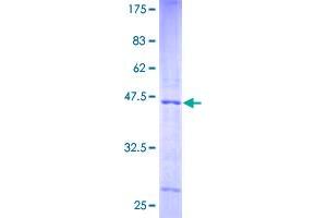 Image no. 1 for NADH Dehydrogenase (Ubiquinone) 1 alpha Subcomplex, 12 (NDUFA12) (AA 1-145) protein (GST tag) (ABIN1312213)