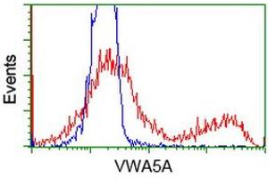 HEK293T cells transfected with either RC212185 overexpress plasmid (Red) or empty vector control plasmid (Blue) were immunostained by anti-VWA5A antibody (ABIN2453786), and then analyzed by flow cytometry. (VWA5A anticorps)