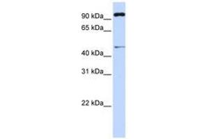 Image no. 1 for anti-Tripartite Motif Containing 15 (TRIM15) (AA 288-337) antibody (ABIN6741427) (TRIM15 anticorps  (AA 288-337))