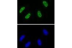 RNA Pol II CTD phospho Tyr1 antibody (rAb) tested by Immunofluorescence. (Recombinant Rpb1 CTD anticorps  (pTyr1))