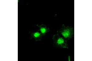 Immunofluorescence (IF) image for anti-BCL2-Like 1 (BCL2L1) (AA 1-212) antibody (ABIN1490610) (BCL2L1 anticorps  (AA 1-212))