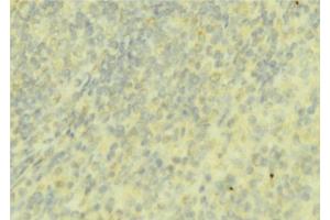 ABIN6276737 at 1/100 staining Mouse liver tissue by IHC-P. (Coagulation Factor IX anticorps  (C-Term))