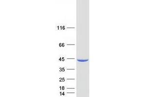 Validation with Western Blot