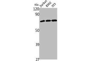 Western Blot analysis of Jurkat K562 NIH-3T3 cells using NHE-9 Polyclonal Antibody