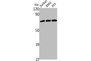 Western Blot analysis of Jurkat K562 NIH-3T3 cells using NHE-9 Polyclonal Antibody (SLC9A9 anticorps  (Internal Region))
