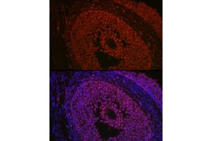 Immunofluorescence analysis of rat ovary using FOXL2 Rabbit pAb (ABIN7267239) at dilution of 1:100 (40x lens).